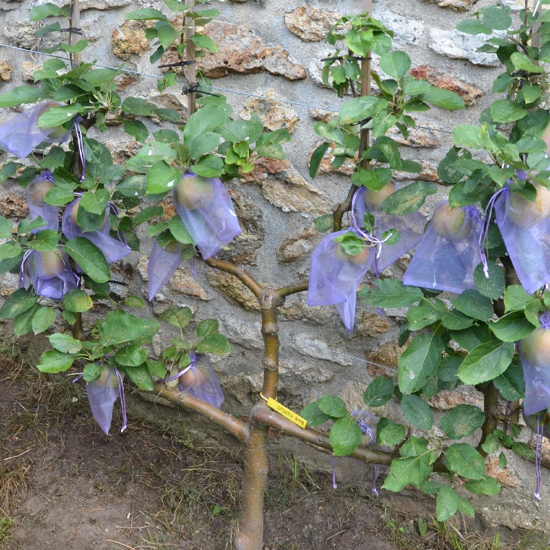 Amis du Potager du Roi