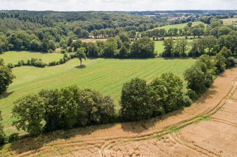 Fonds pour l'Arbre